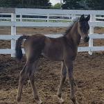 2018 colt by MF Own The Night+