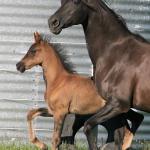 2018 colt by MF Own The Night+