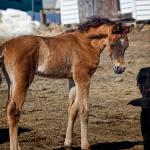 2013 colt by FSF Jesse James