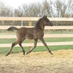 2015 filly by Say Hey Kid+++/